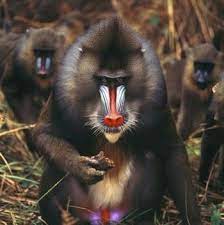 A Complete List Of All Types Of Monkeys You Wouldn T Want To Miss Types Of Monkeys Baboon Different Types Of Monkeys