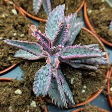 Image result for Kalanchoe lateritia