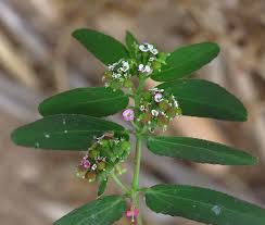 Image result for Euphorbia hypericifolia