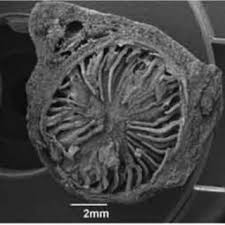 Image result for Polyceratocarpus gossweileri