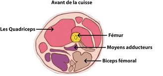 Les muscles moteurs de la cuisse sont des muscles qui mobilisent la cuisse sur le bassin et réciproquement. Muscles Des Cuisses