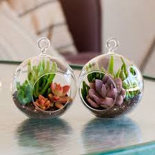 Mini Globe Succulent Terrarium Duo Kit Red Graptosedum Pair Mg 1000 Mini Succulents Succulent Terrarium Succulent Gifts