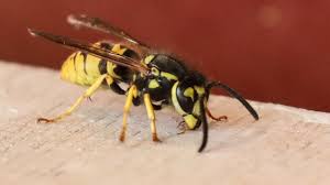 10 Uberraschende Wespen Fakten Warum Tote Wespen Noch Stechen Konnen Mehr