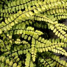 Image result for Asplenium tenuicaudatum