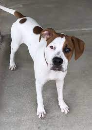 Maybe you would like to learn more about one of these? Pets For Adoption At 2nd Chance For Pets In Clinton Il Petfinder