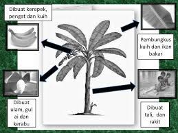 Pisang raja sangat disukai masyarakat karena rasa dan aroma buahnya. Kegunaan Pokok Pisang