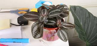 Image result for Pilea johnstonii