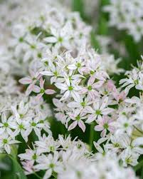 Packed with exquisite silk flowers, each handmade to replicate the real thing. Allium Cameleon Partial Shade Plants Single Flower Shade Plants
