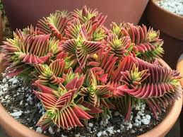 Crassula Coryumbulosa Sukkulenten Pflanzen Kakteen Garten Sukkulente Topfe