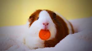 High quality funny guinea pig videos inspired art prints by independent artists and designers from around the world. Cute Guinea Pigs Funny Guinea Pigs Playing Part 1 Epic Life Youtube