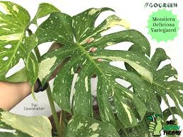 Monstera Deliciosa Variegated Monstera Monstera Deliciosa Rare Plants