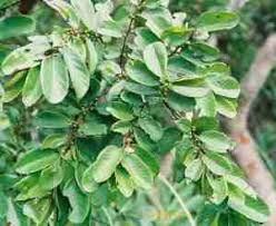 Image result for Bridelia micrantha