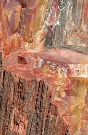 Petrified Wood Root And Sacral Chakra Transformation Grounding Past Life Regression Pictur Petrified Wood Petrified Forest Petrified Forest National Park