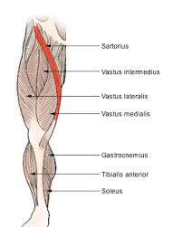 Like the forearm, the upper leg, or thigh, has a dense arrangement of many muscles. Sartorius Muscle Wikipedia