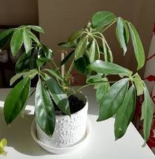 観葉植物のカポックがベトベト ベタベタ シングルおばさん ニート息子と節約２人暮らし