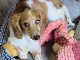 If you are unable to find your dachshund puppy in our puppy for sale or dog for sale sections, please consider looking thru thousands of dachshund dogs for adoption. Daisy Hill Dachshunds Dachshund Puppy Miniature Dachshund Miniature Dachshunds