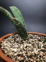 Image result for Sansevieria hallii