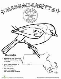 Home › state birds coloring pages › massachusetts chickadee › massachusetts chickadee coloring page tweet massachusetts chickadee coloring page. Massachusetts State Bird Worksheet Education Com