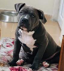 star quen staffordshirebullterrier starbucks animals animal man dog ing for back ers lik american bully pitbulls staffordshire bull terrier