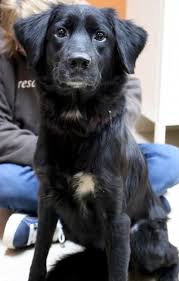 Black And White Border Collie Boxer Mix Pin On Adoptable Dogs And Puppies