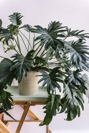This Plant Looks Pretty Tiny If Ur Green Thumb Could Touch It It Would Triple In Size Philodendron Plant Plants Hanging Plants