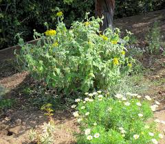 Image result for Phlomis fruticosa