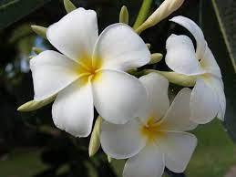 Untitled By Chizuru Sakamoto 500px Guam Tattoo Plumeria Guam