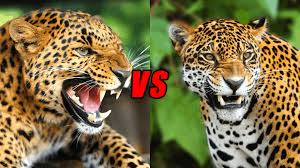 We did not find results for: Jaguar Vs Leopard Who Will Win Animals Comparison