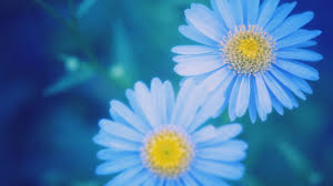 Enjoy and share your favorite beautiful hd wallpapers and background images. Blue Daisies Blurred Close Up 750x1334 Iphone 8 7 6 6s Wallpaper Background Picture Image