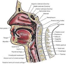 Applied Functional Anatomy Of The Airway Manual Of Emergency Airway Management 3rd Edition