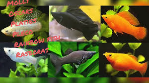 Freshwater Aquarium Fish Compatibility Chart 1000