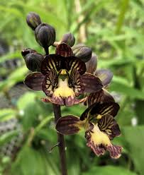 Image result for Oeceoclades