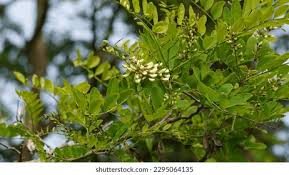 Image result for Phragmanthera cornetii