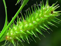 Image result for Carex lycurus