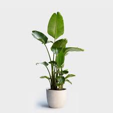 Mature Bird Of Paradise Plant For Sale Bird Of Paradise Plant 14 In 2020 Paradise Plant Birds Of Paradise Plant Buy Indoor Plants