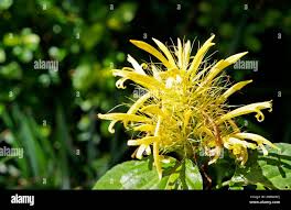 Image result for Justicia aurea