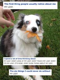 Don T Touch The Leaf Seriously Funny Animal Pictures Funny Animals Animals