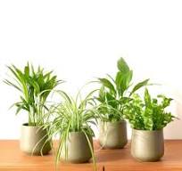 Luchtzuiverende planten Mix (x4) - Areca dypsis ...