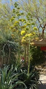 Maybe you would like to learn more about one of these? 10 Spectacular Flowering Succulents