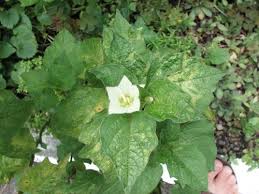 Image result for Physalis lagascae