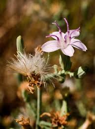 Image result for Iphigenia pauciflora