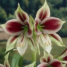 The classic christmas flower, amaryllis provide dazzling displays for holiday decorations, gifts and much needed color throughout the winter. Papilio Amaryllis Bulb Butterfly Amaryllis Hippeastrum Papilio High Country Gardens