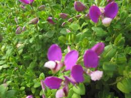 Image result for Polygala petitiana
