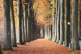 On fait le premier pas vers la. Automne Wikipedia