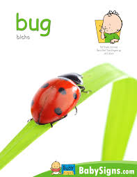 Sign Of The Week Bug Baby Sign Language Sign Language