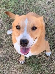 Cardigan welsh corgis can have blue eyes and googling corgi breeder in location or corgi puppies for sale. Find A Corgi Mix For Adoption Corgi Puppies For Sale Cute Dogs Corgi
