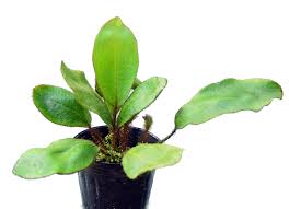 Image result for Elaphoglossum rwandense