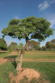 Image result for Burkea africana