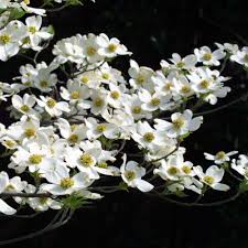 We did not find results for: Cornus Florida White Flowering Dogwood Trees For Sale