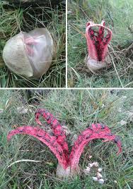 Jun 26, 2020 · devil's fingers fungus was first described in 1860 as lysurus archeri by rev. Devil S Fingers Fungus Pics